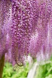 藤のトンネル 2