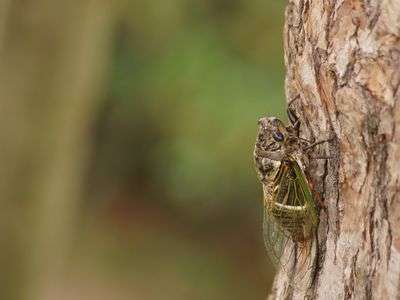 息子と狩りに行ってきました