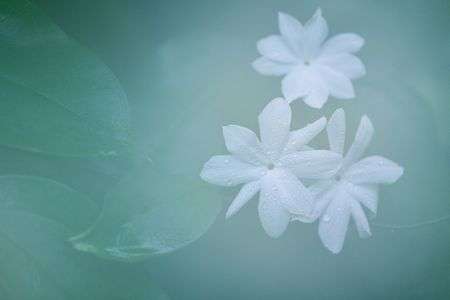 意図せずソフトフォーカス　京都府立植物園にて