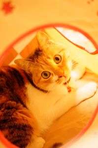 お気に入り～(=^・^=)