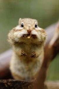 もしゃもしゃ。葉っぱだけどね。