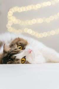 リラックスタイム