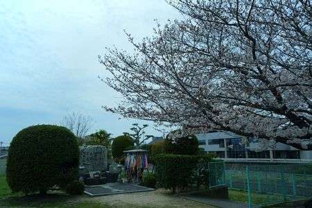 原爆慰霊碑と桜