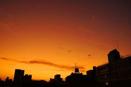 夕景を翔ける翼