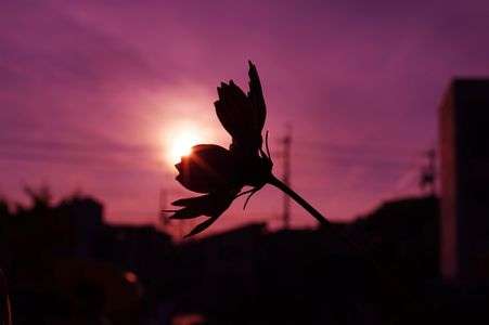 秋桜～街の小さな公園にて