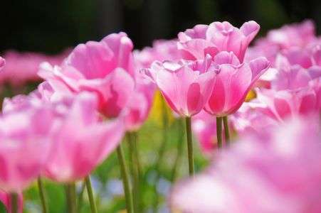 咲いた♪咲いた♪