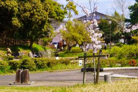 公園の春のひととき