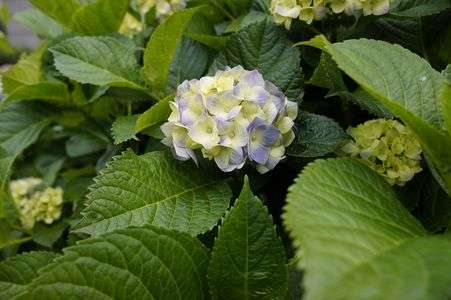 NEX-5n＋SIGMA19mmで紫陽花２