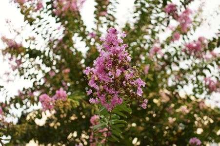 NEX-5n+SIGMA30mmな秋　その１