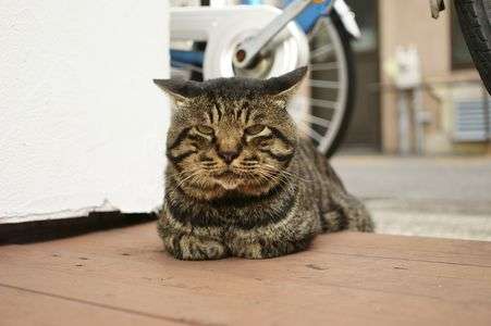 NEX-5n+SIGMA30mmな秋　３