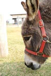 おなかすいたー