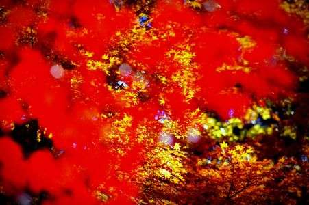 女こころと秋もみじ