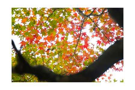 紅葉