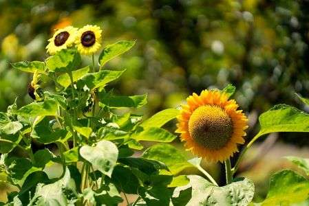 今年も暑くなる