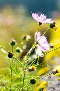 『さとうち　葛原よしひろカメラマンと巡る 近江高島 撮影会』