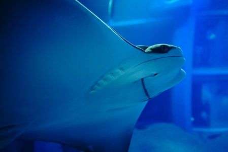 さとうちプレミアム撮影会「井川カメラマンと行く海遊館」