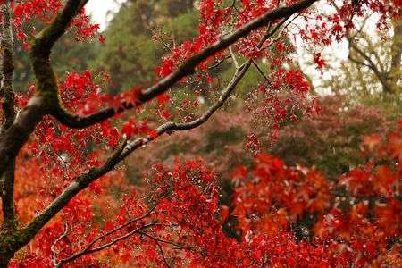 ソニーショップさとうち秋の京都撮影会 