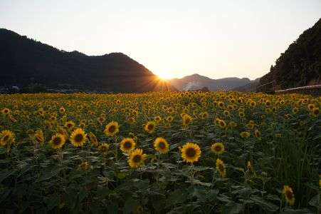 ひまわり夕景