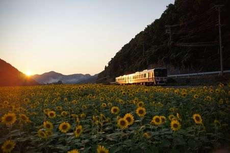 ひまわり夕景＋列車