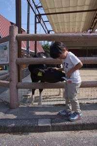 牛！in農業センター（行かないでー！！編）　