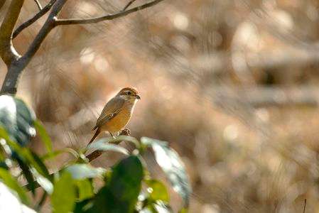 綺麗なモズの女の子