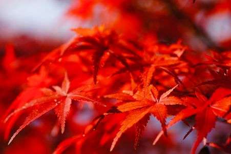紅葉