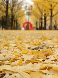 銀杏のペイブメント