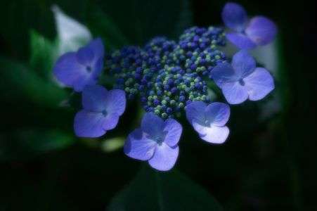 Rhapsody in Blue