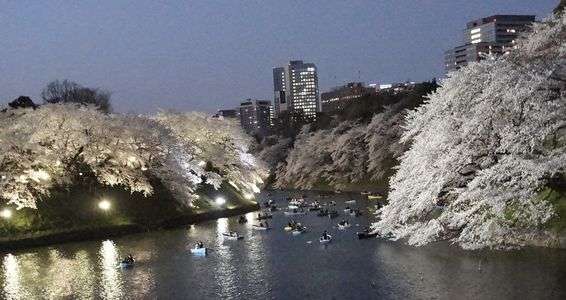 千鳥ヶ淵　の夜桜