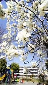 木蓮の咲く公園にて