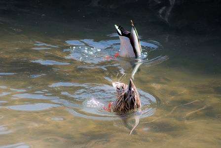 シンクロナイズドスイミング