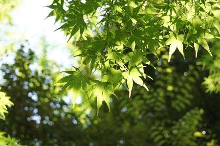 爽やかなる木々