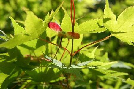 紅葉の中の小さなハート