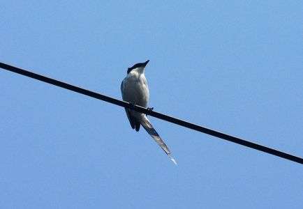 鳥の名前がわからない　　カラスを追い払う