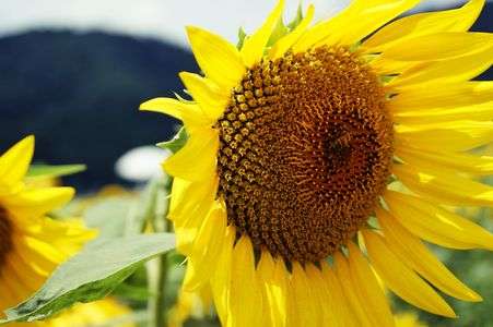 明日に向かって。