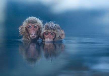 ちょっといたずらなスノーモンキー