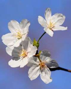 咲き始めました