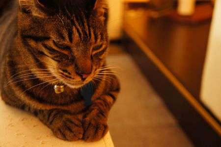 お気に入りのソファーの上