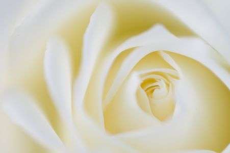 WHITE ROSE