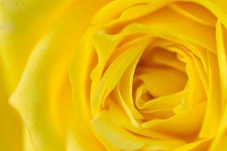 YELLOW ROSE