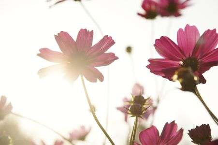 1000万本のコスモス畑より