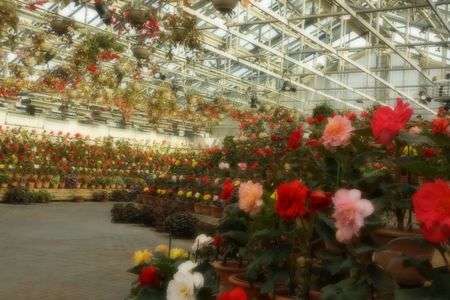 温室のクリスマスツリー