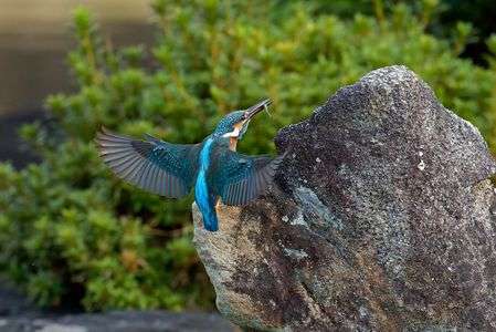 ゲットしました