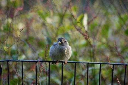 一夏越えて丸くなる