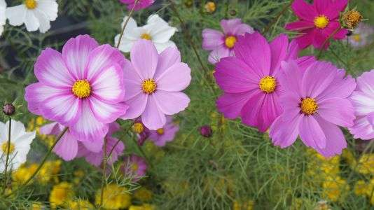 コスモス　（コスモスの日）