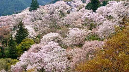 吉野の桜