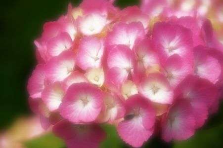 千光寺　紫陽花