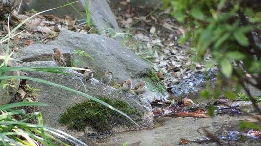 ひとやすみ（本物）