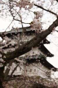桜とお城
