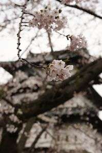 桜とお城